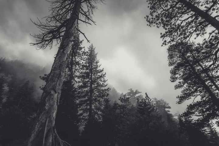 cloudy conifers creepy dark